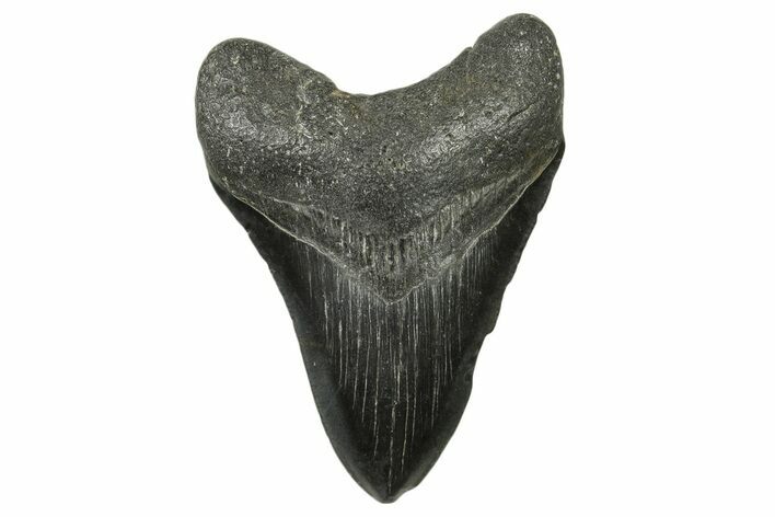 Fossil Megalodon Tooth - South Carolina #383645